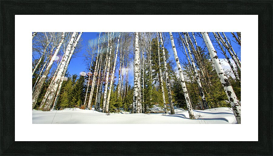 Winter Aspen Panorama Picture Frame print