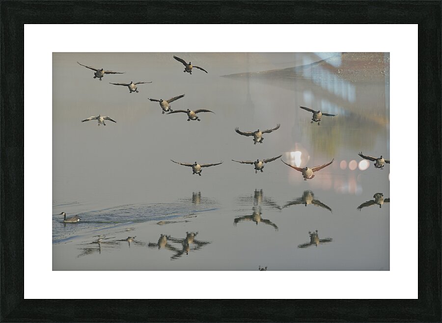 Canada Geese Picture Frame print