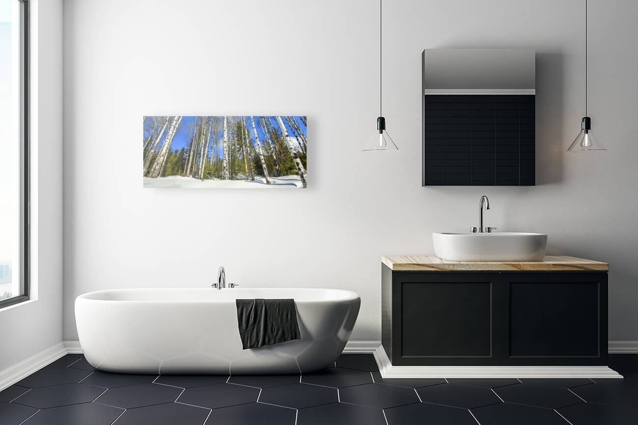 Winter Aspen Panorama Reproduction