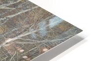 Autumn Aspens HD Metal print
