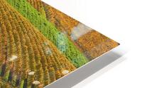 Okanagan Valley Vineyard HD Metal print