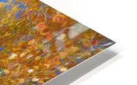 Autumn Aspens HD Metal print