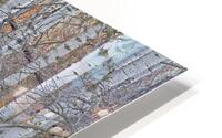 Aspen Copse HD Metal print