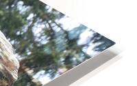 Wild Pacific Trail HD Metal print