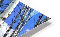 Winter Aspen Panorama HD Metal print