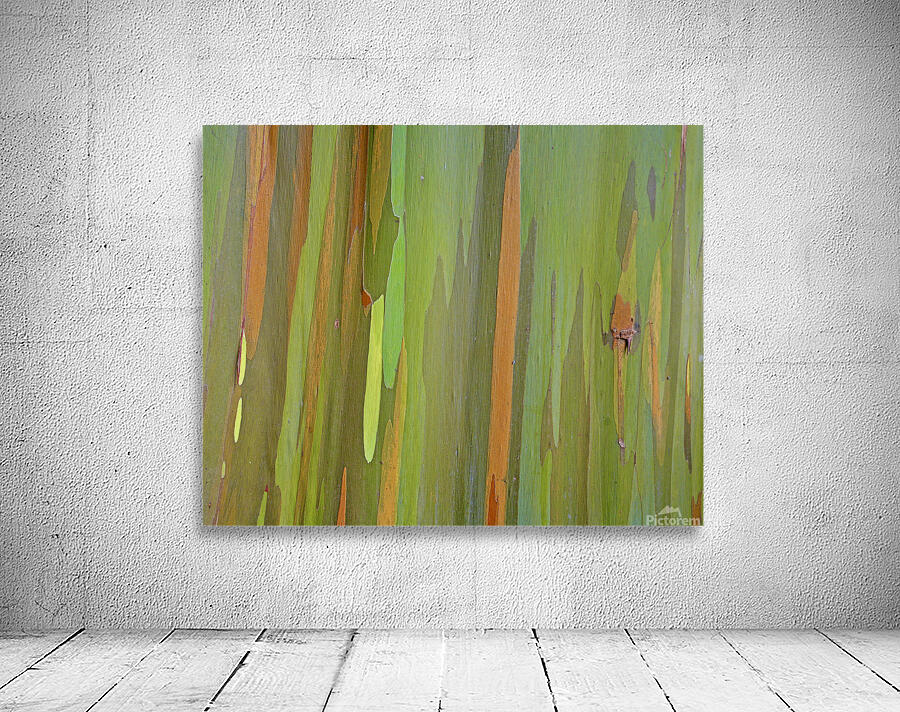 Eucalyptus Wall Preview