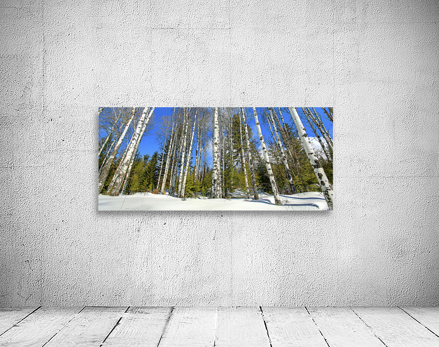 Winter Aspen Panorama Wall Preview