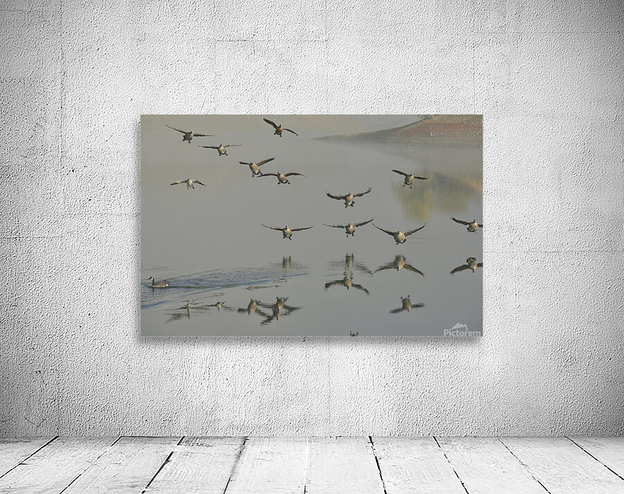Canada Geese Wall Preview