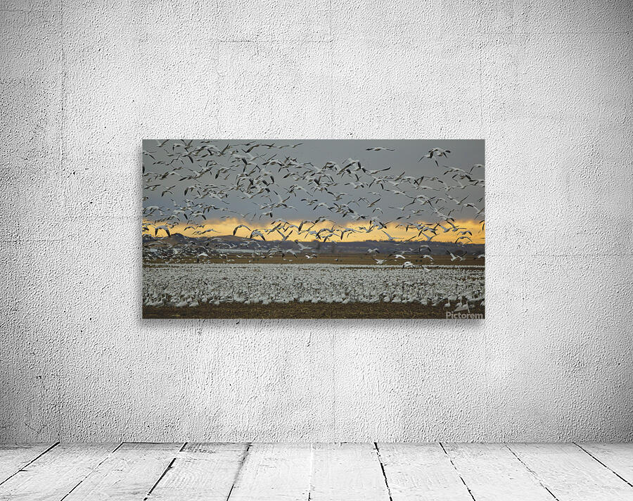Snow Geese Wall Preview