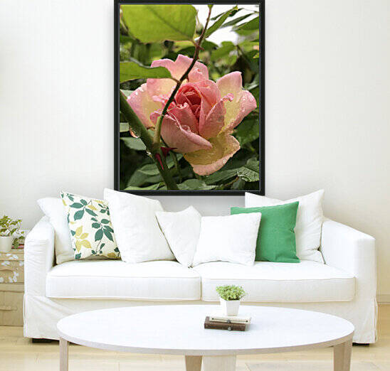 Rose and Rain Droplets. by JuanManuel Alvarez-Ossa