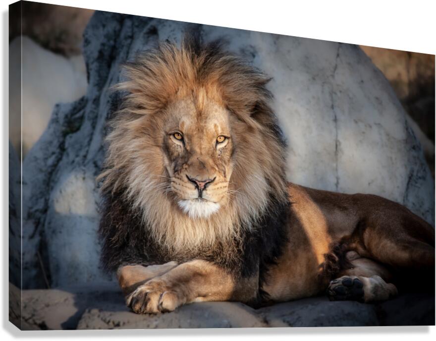 Aslan 2