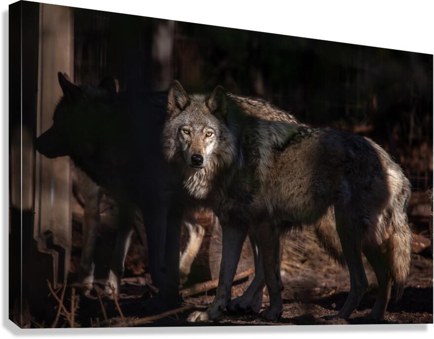 MG 9762