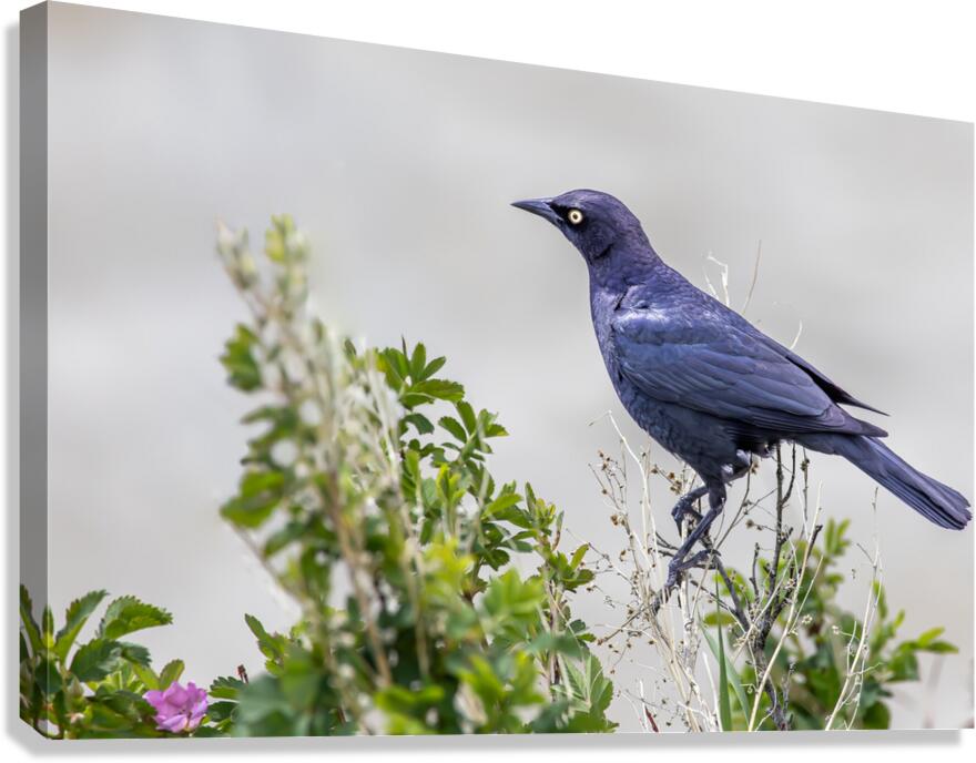 Sleek Sentinel - Grackle