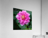 Hiss Acrylic Print