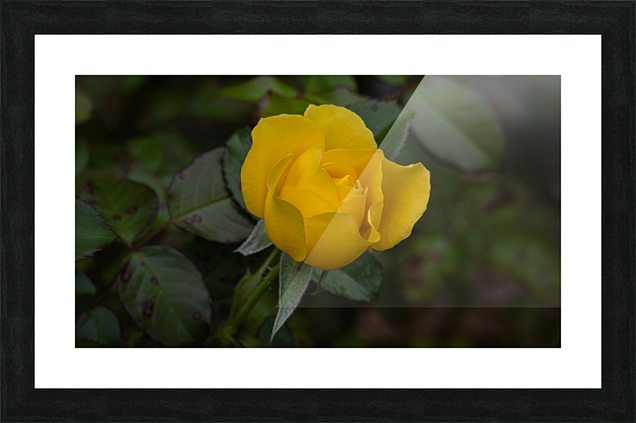 Yellow Rose opened Picture Frame print