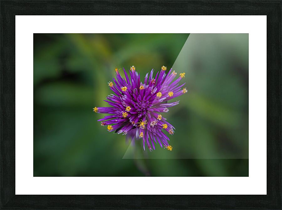 Flower explosion Picture Frame print