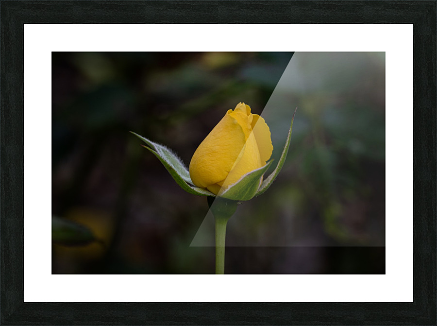 Yellow Rose closed Picture Frame print