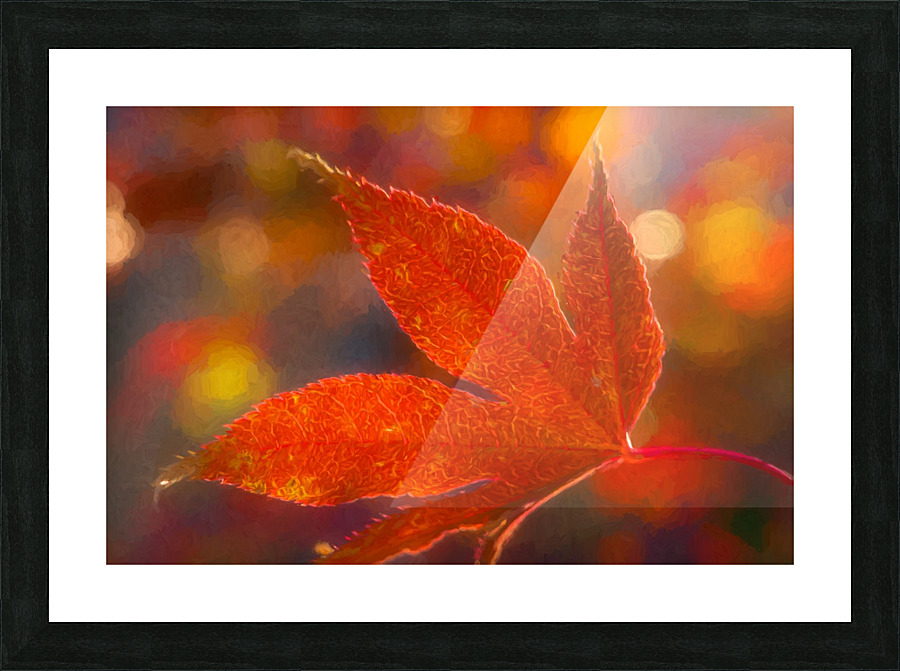 Japanese Maple 3 Picture Frame print