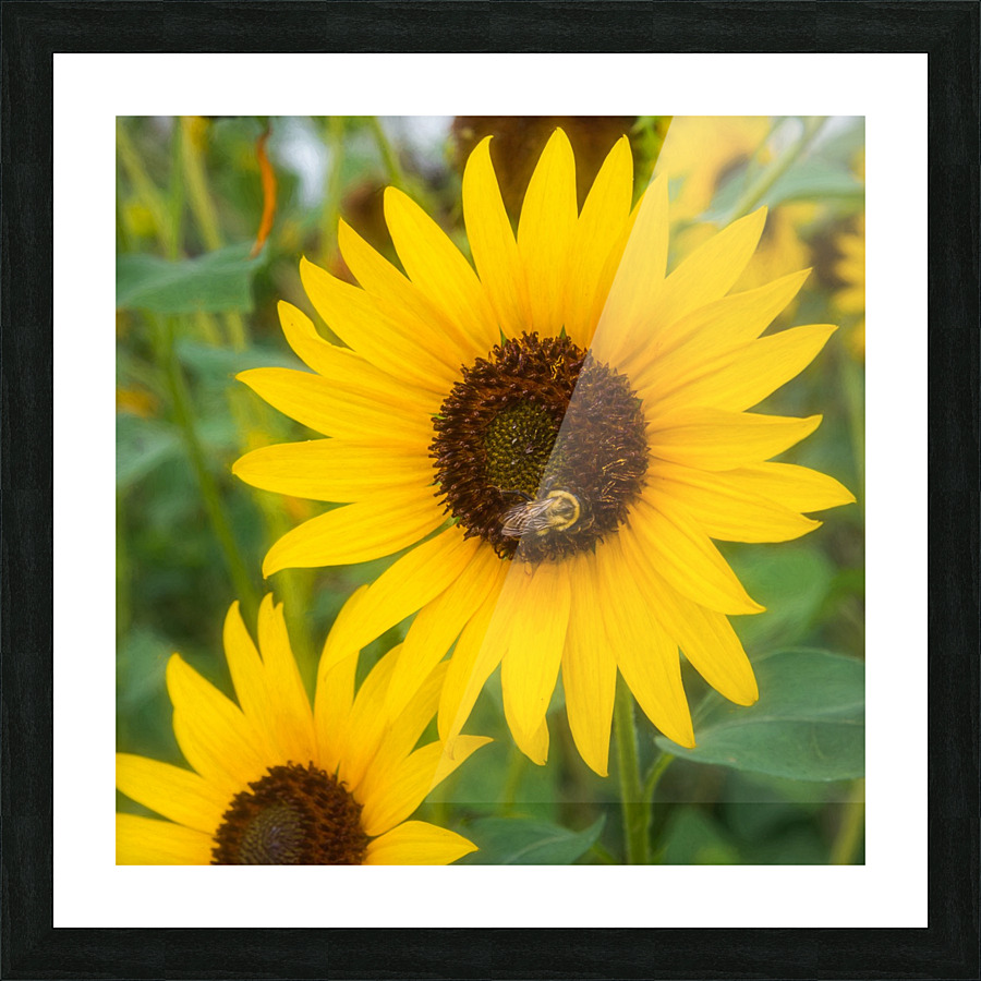 Dancing Sunflowers Picture Frame print