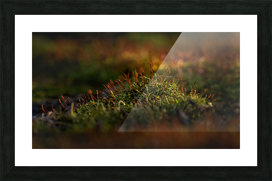 roof Moss growing Picture Frame print