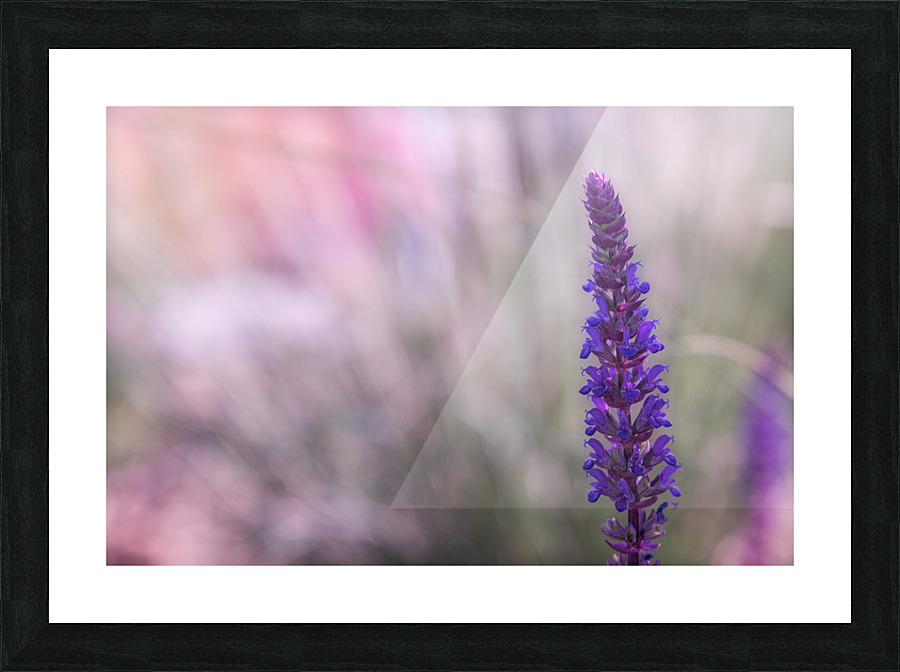Purple Picture Frame print