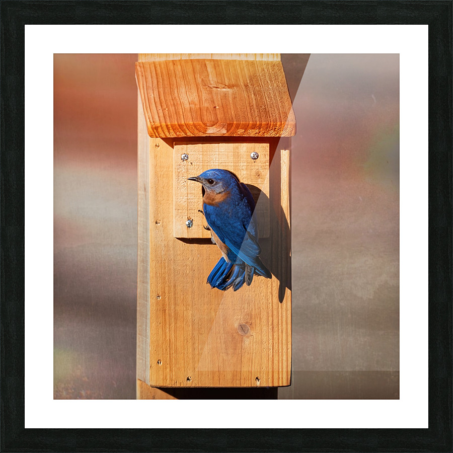 Bluebird Picture Frame print