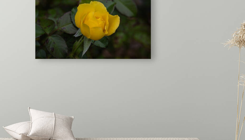 Yellow Rose opened Reproduction