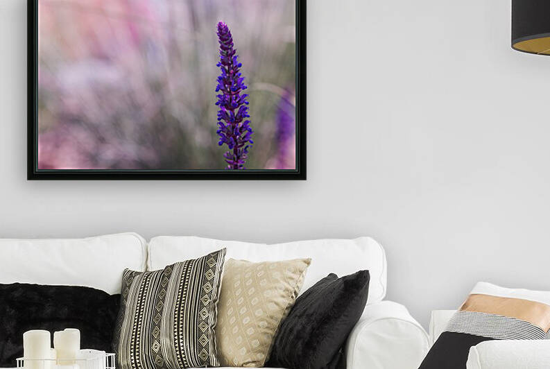 Purple Reproduction