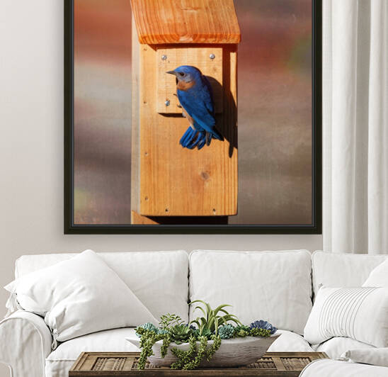 Bluebird Reproduction