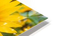 Dancing Sunflowers HD Metal print