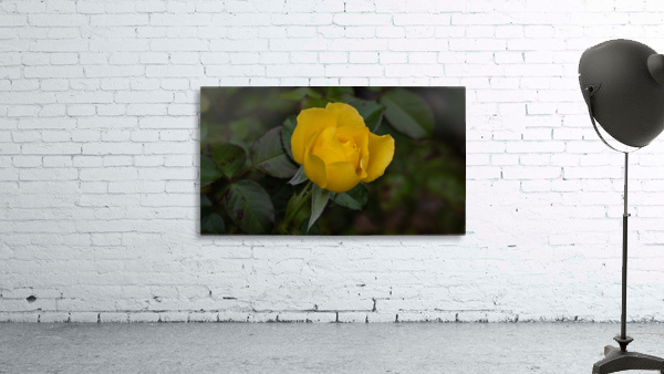 Yellow Rose opened Wall Preview