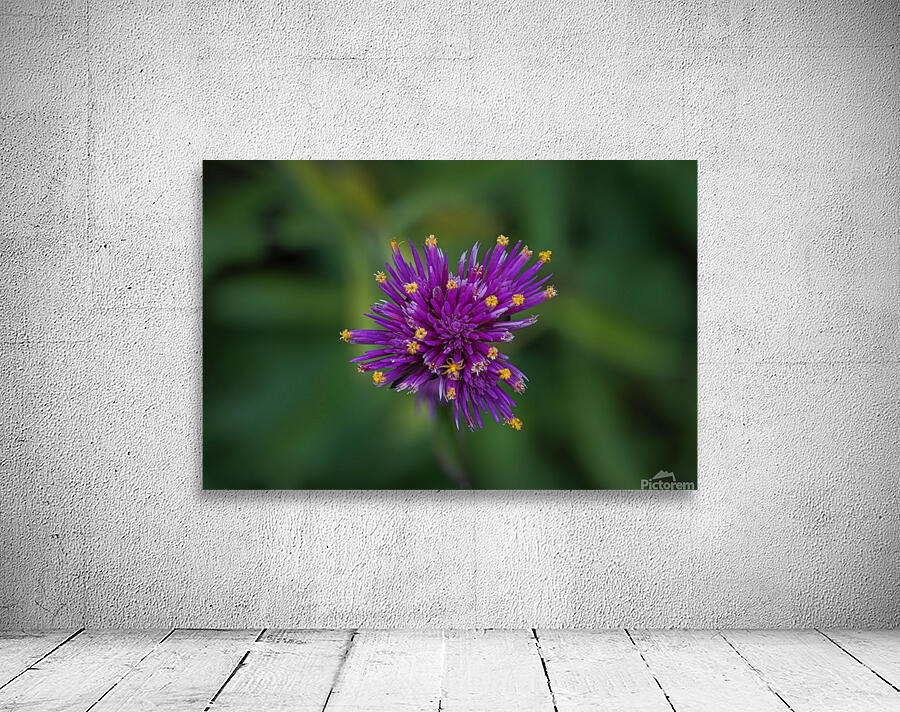 Flower explosion Wall Preview