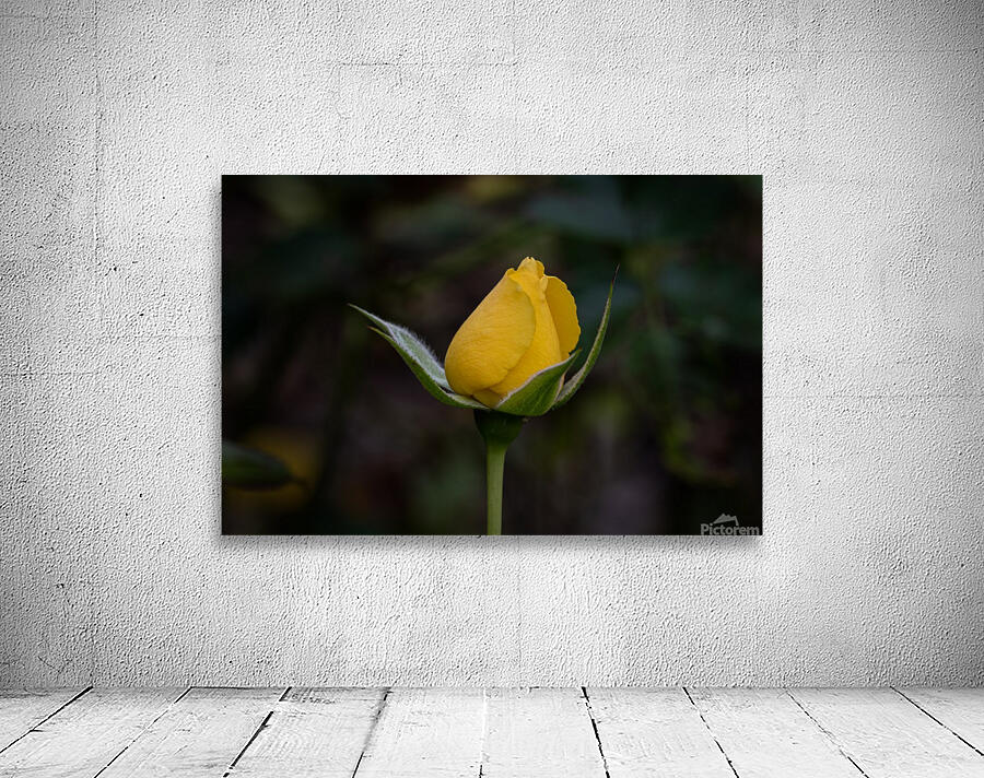 Yellow Rose closed Wall Preview