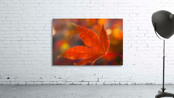 Japanese Maple 3 Wall Preview