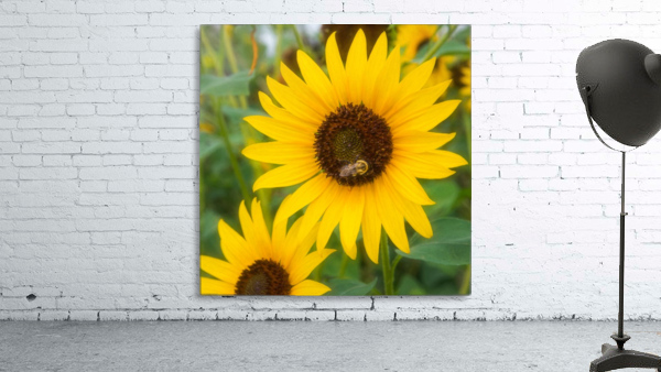 Dancing Sunflowers Wall Preview