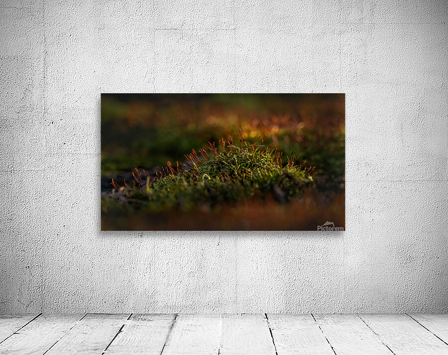 roof Moss growing Wall Preview