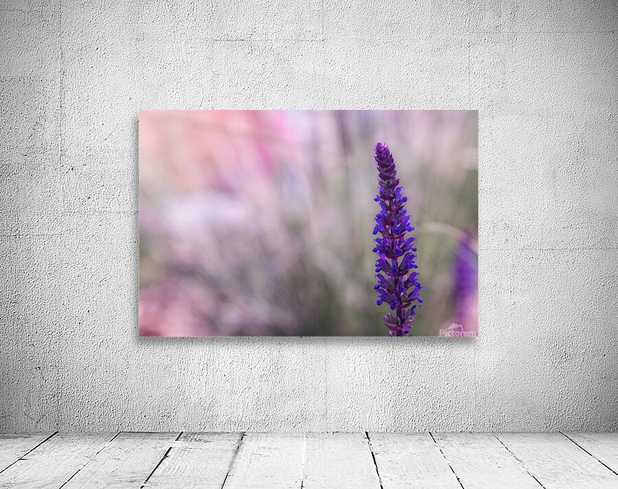 Purple Wall Preview