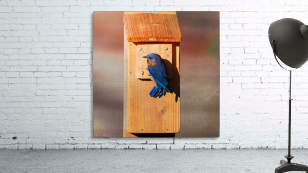 Bluebird Wall Preview