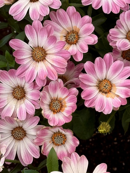 Pinkalicious Digital Download