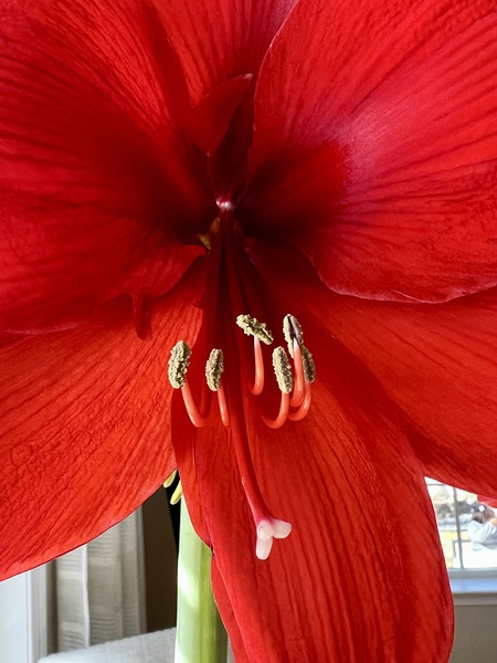 Red blossom  Digital Download