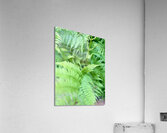 Verdant Beauty  Acrylic Print