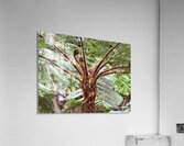 Sprouting life Acrylic Print