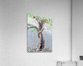 Twisted Bonsai Acrylic Print