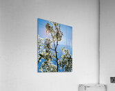 High noon Acrylic Print