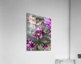 Beautiful buds Acrylic Print