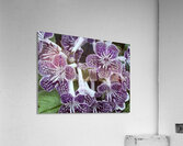 Spring’s bloom Acrylic Print
