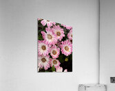 Pinkalicious Acrylic Print