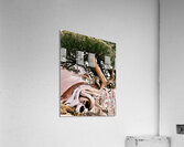 Miniature Giant Acrylic Print