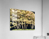 Forest for the trees Acrylic Print
