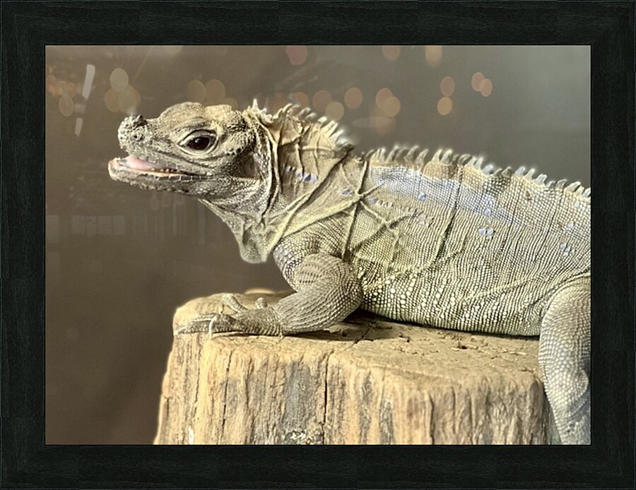Rock Iguana Picture Frame print
